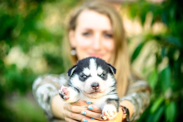 Pretty little husky puppy — Stock Photo, Image