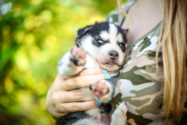 Vrij kleine husky pup — Stockfoto