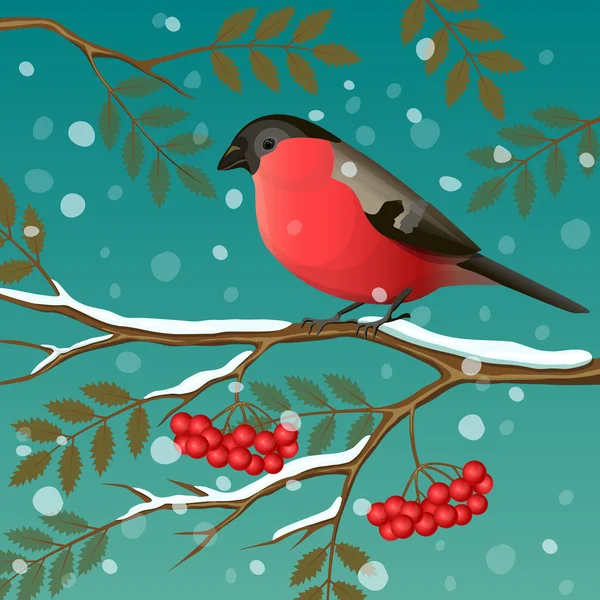 Bullfinch en una rama — Vector de stock