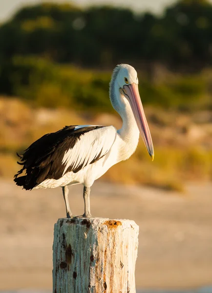 Beautiful and wise pelican standing on a post and watching around him. — Stock Photo, Image