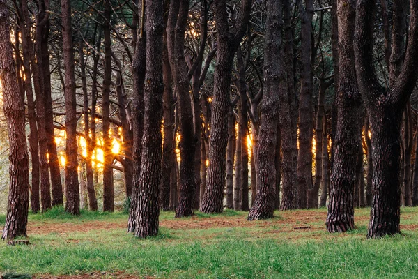 Bosque al atardecer. La luz del sol penetra en el bosque mágico . — Foto de Stock