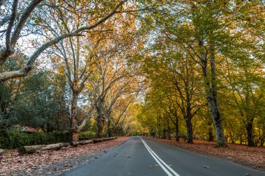 sonbahar sokak görünümü