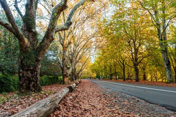 Herfst straatmening — Stockfoto