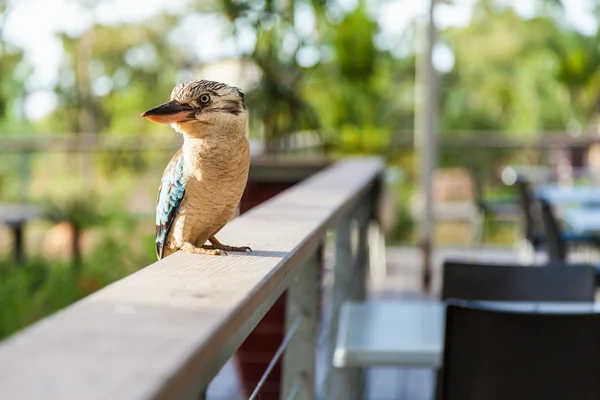 Blå och vita kookaburra australiska infödda fågel — Stockfoto