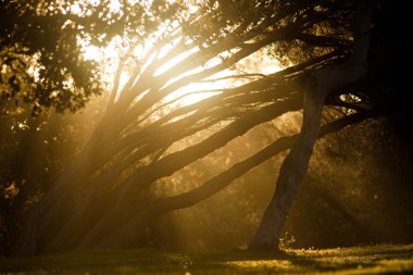 Gün batımında sihirli orman