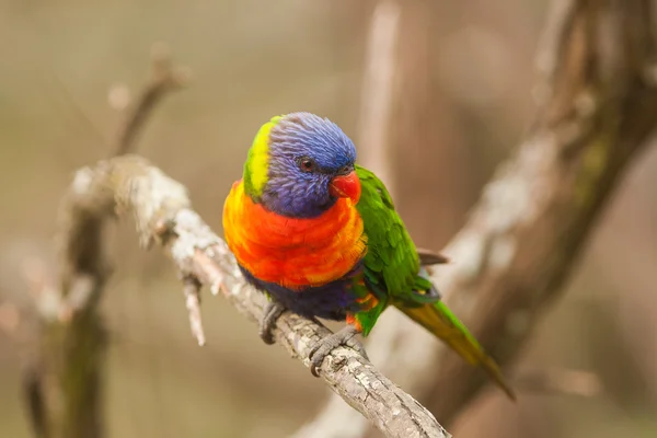 彩虹澳洲鹦鹉鸟在树枝上. — 图库照片