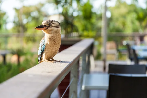 Australien riant Kookaburra oiseau perché — Photo