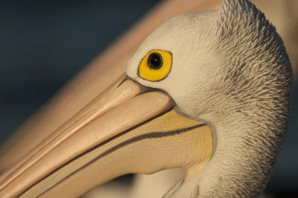 Pelican head — Stock Photo, Image