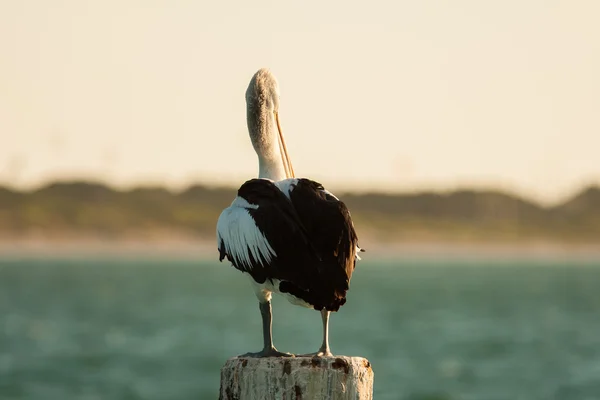 Pelikan auf einem Pfosten — Stockfoto