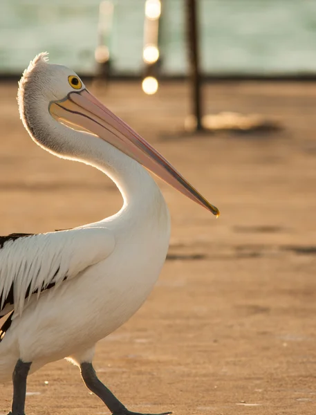 Pelican errant autour — Photo