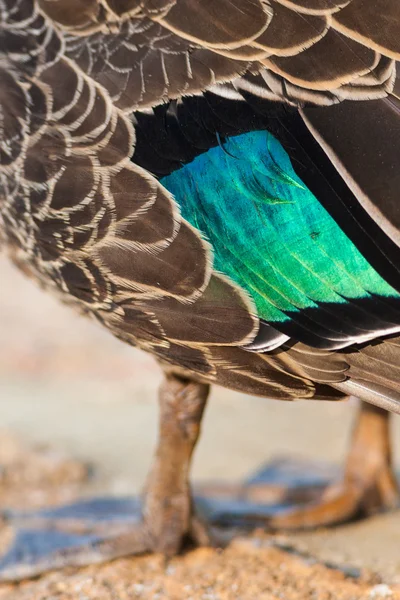Cerca de las plumas de un pato —  Fotos de Stock