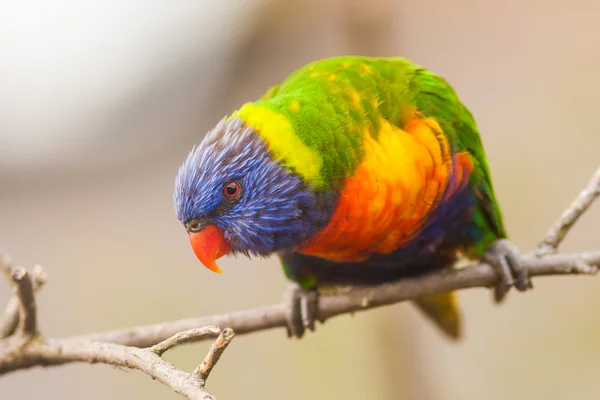 Oiseau loriquet arc-en-ciel sur une branche . — Photo