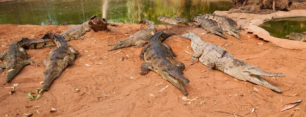 Crocodiles waiting for meal — Stock Photo, Image