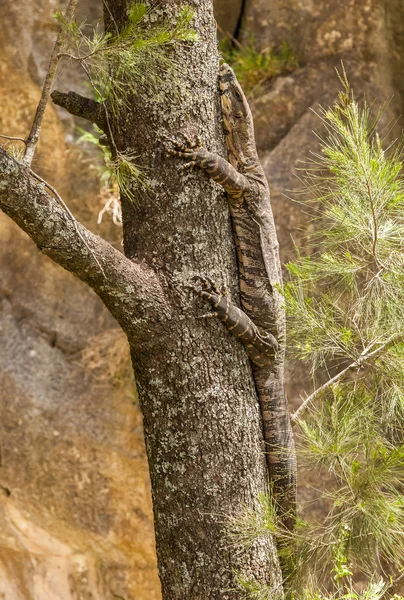 Monitor Lizard on a tree — Stock Photo, Image