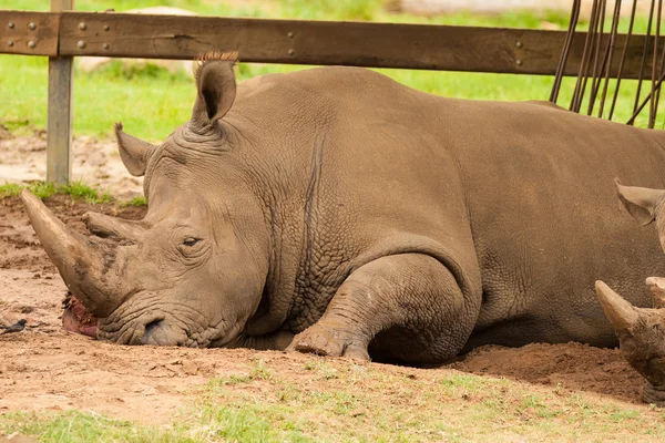 Rhinoceros having a rest — Stock Photo, Image