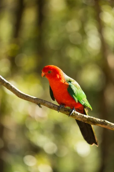 Re uccello pappagallo — Foto Stock