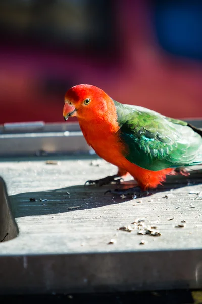 Rey loro pájaro — Foto de Stock