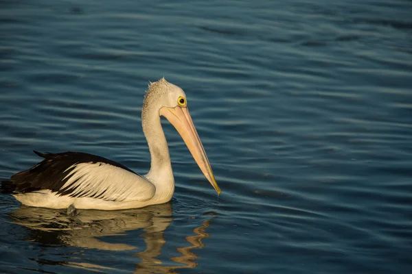 Swimming pelican at sunset — Stock Photo, Image