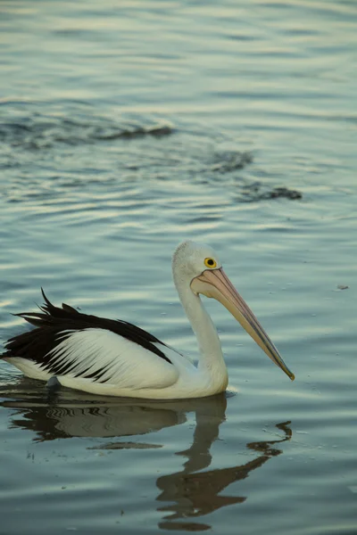 Swimming pelican at sunset — Stock Photo, Image