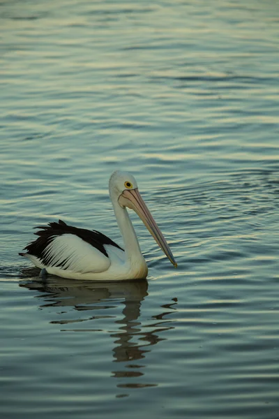 Kąpiel pelikana na zachodzie słońca — Zdjęcie stockowe