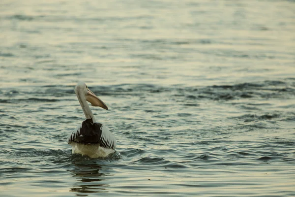 Плавання пелікана на заході сонця — стокове фото