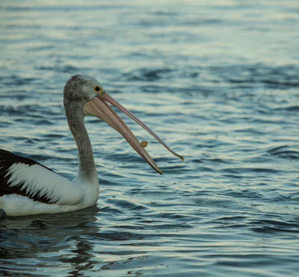 Plavání Pelikán při západu slunce — Stock fotografie