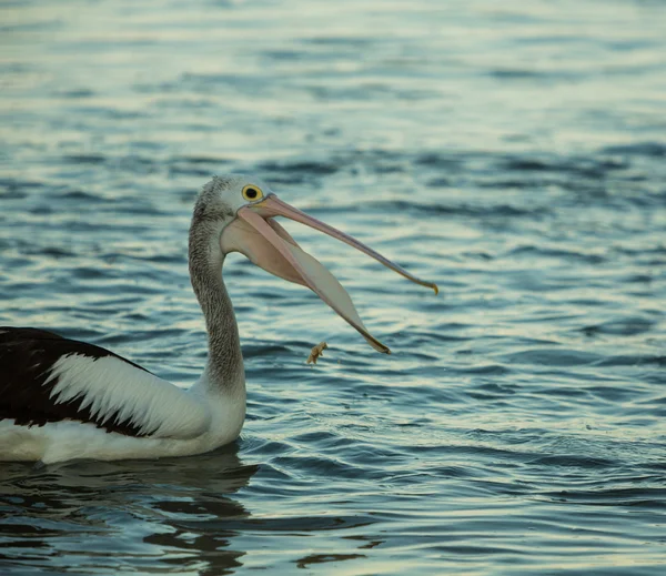 Swimming pelican at sunset — Stock Photo, Image