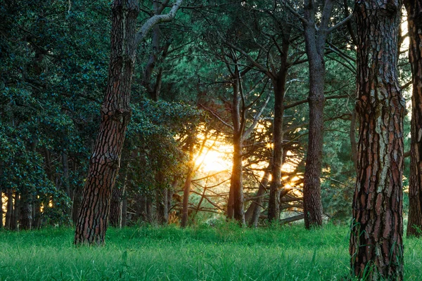 Sol penetrando en el bosque — Foto de Stock
