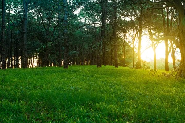 Sonne dringt in den Wald ein — Stockfoto