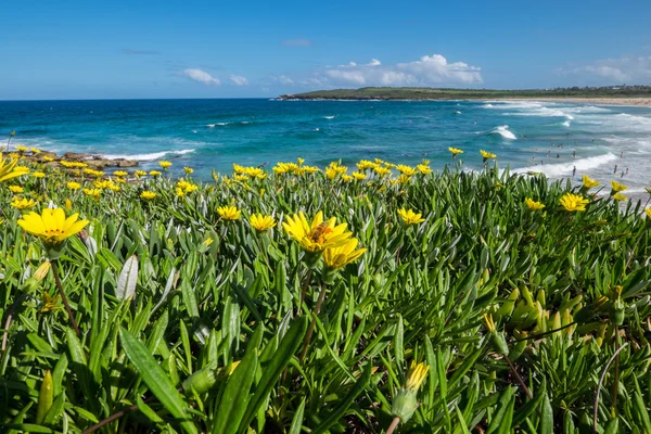 Campo de flores selvagens ao lado do oceano — Fotografia de Stock