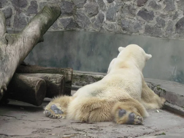 Oso polar en el zoológico — Foto de Stock