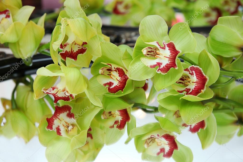 Orquídea verde clara — Fotografias de Stock © ozina #106104798