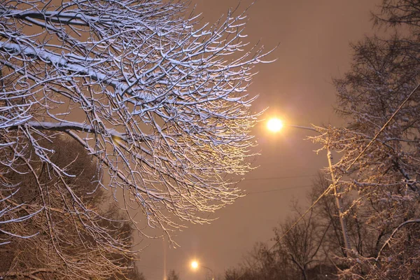 Winter Weather Night Tree Branches Snowfall — Stock Photo, Image