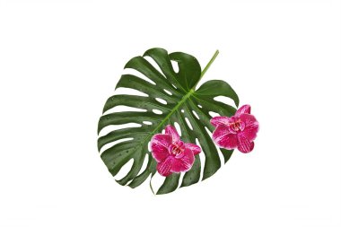 İki mor orkide yeşil bir yaprağın üzerinde uzanır. Beyaz arka planda su damlaları olan doğal bir canavar.