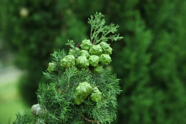 Cypress Branch Green Cones Summer Garden — Stock Photo, Image