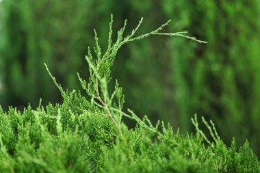 Taze yeşil ardıç filizleri ormanın arka planına doğru yaklaşır.