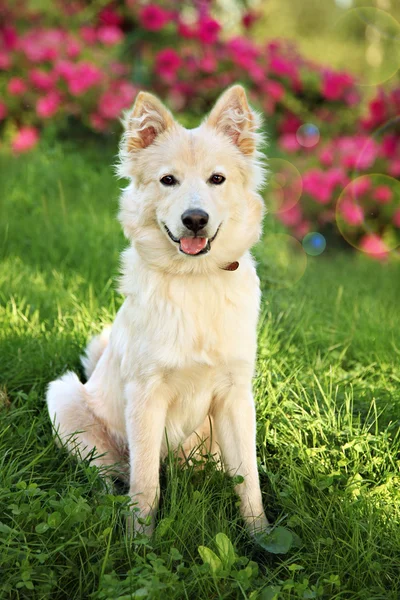 Un grosso cane bianco sull'erba — Foto Stock