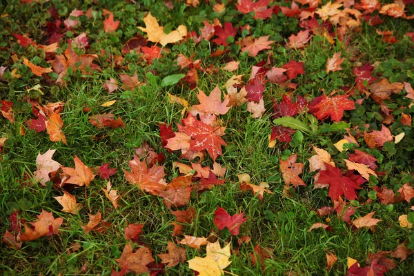 Leaves Red Maple Green Grass — Stock Photo, Image