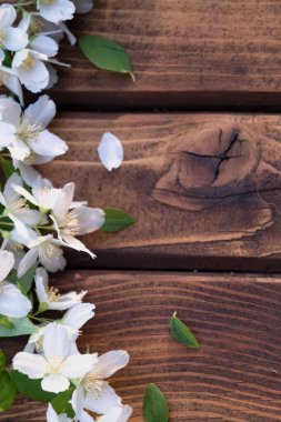 Ahşap arka planda çiçekler. Beyaz çiçeklerin yaprakları. 