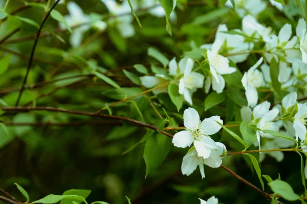 Bir dalda beyaz yasemin çiçekleri. Doğal arkaplan 