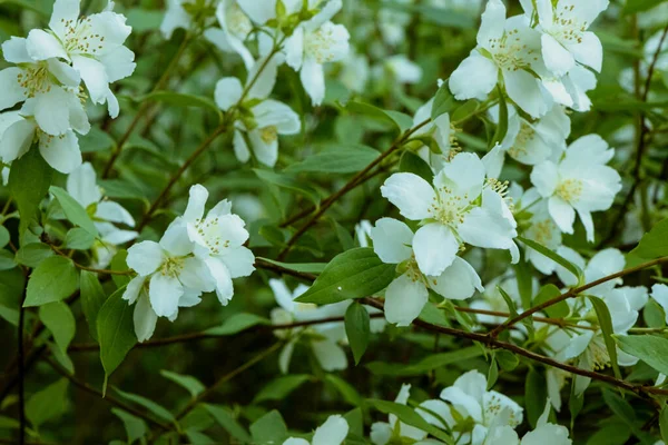 Bir dalda beyaz yasemin çiçekleri. Doğal arkaplan 