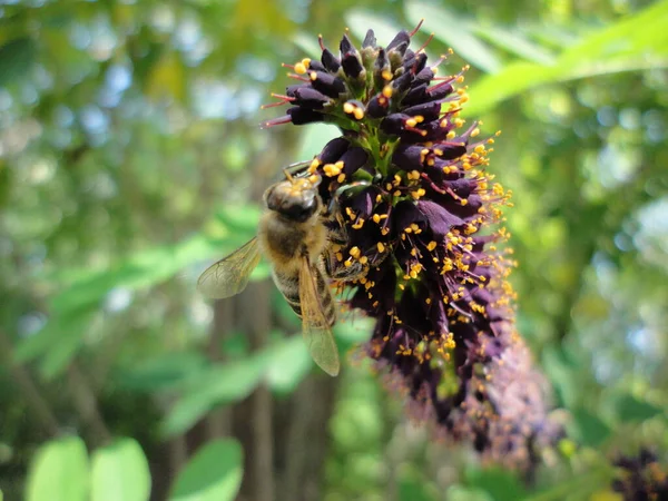 A wasp or bee extracts honey from eith beautiful flowers