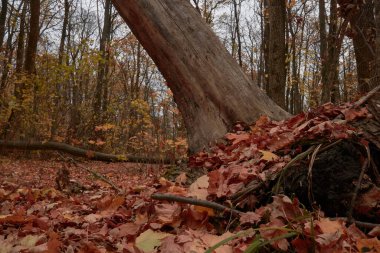 Meşe koruluğunda sonbahar yapraklı patika
