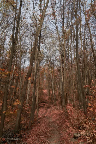 Herfst Bladerig Pad Door Het Eikenbos — Stockfoto