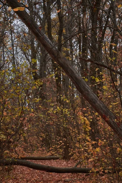 秋天的落叶小径穿过橡树林 — 图库照片