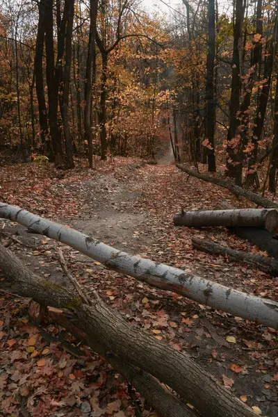 秋天的落叶小径穿过橡树林 — 图库照片