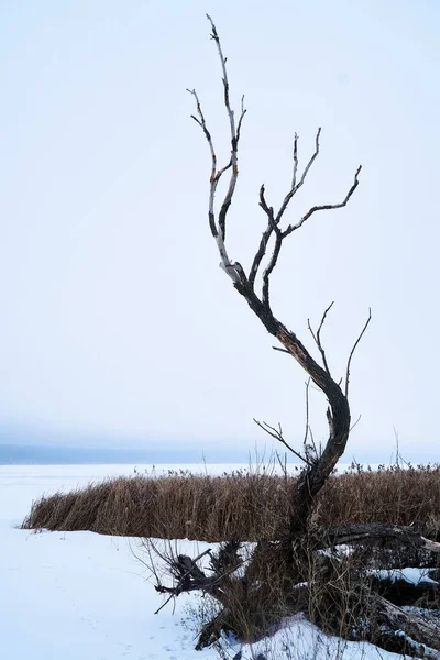 Ένα Νεκρό Δέντρο Ένα Νησί Στη Μέση Της Παγωμένης Δεξαμενής — Φωτογραφία Αρχείου