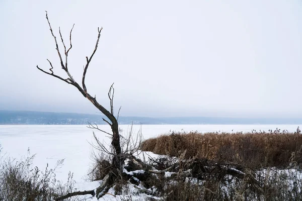 Ett Dött Träd Mitt Den Frusna Voronezh Dammen Vintern — Stockfoto