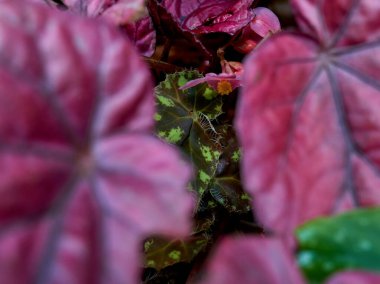 Yeşil begonya arkasında kırmızı begonya yaprakları bırakır.