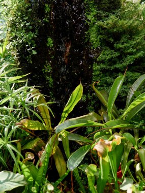 Yeşil ormanda çağlayan sular